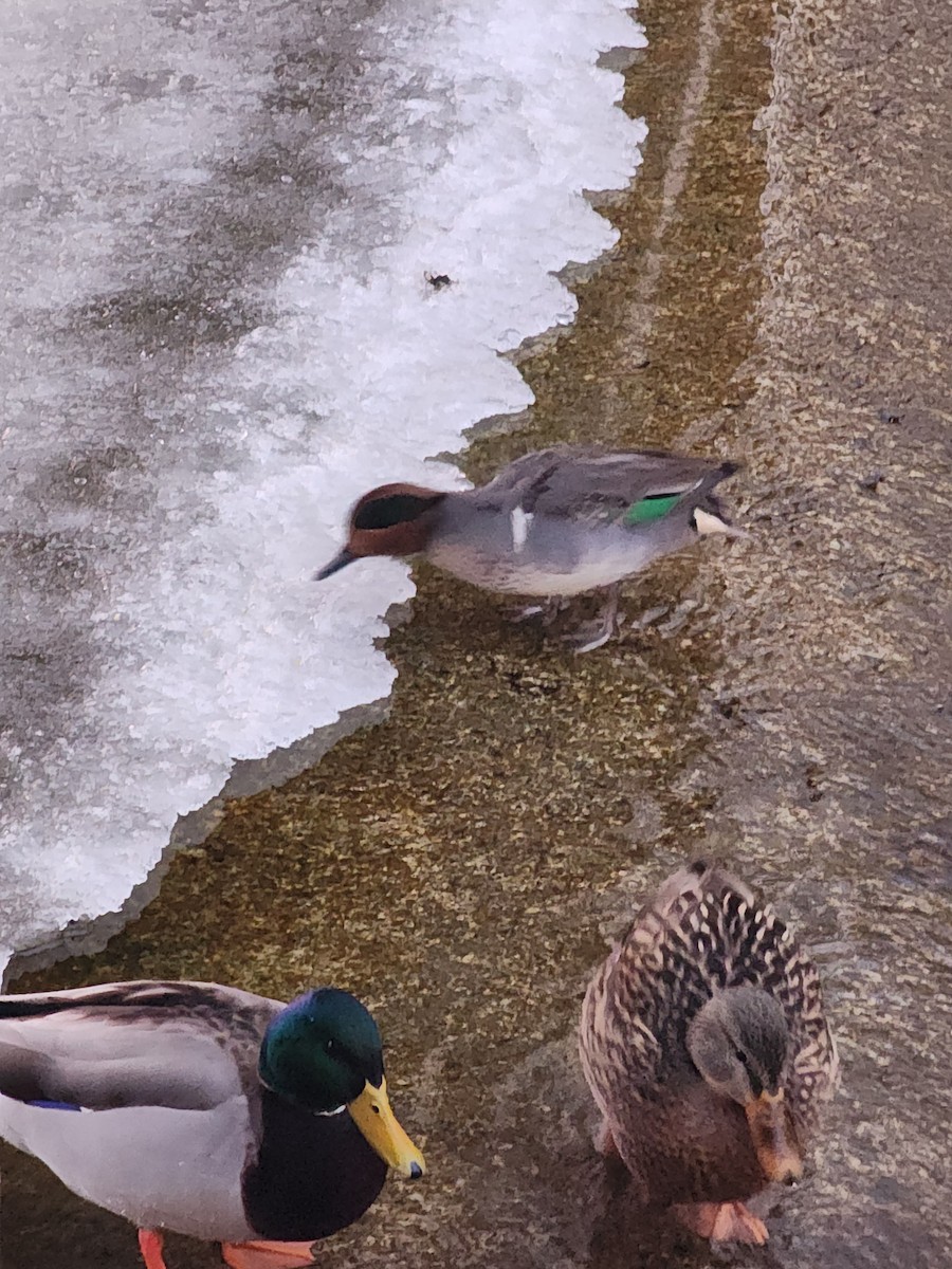 Green-winged Teal (American) - ML629274113