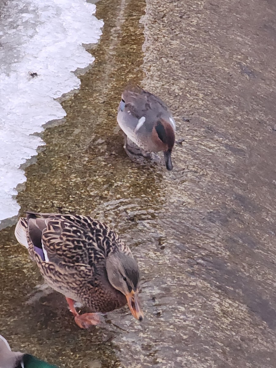 Green-winged Teal (American) - ML629274114