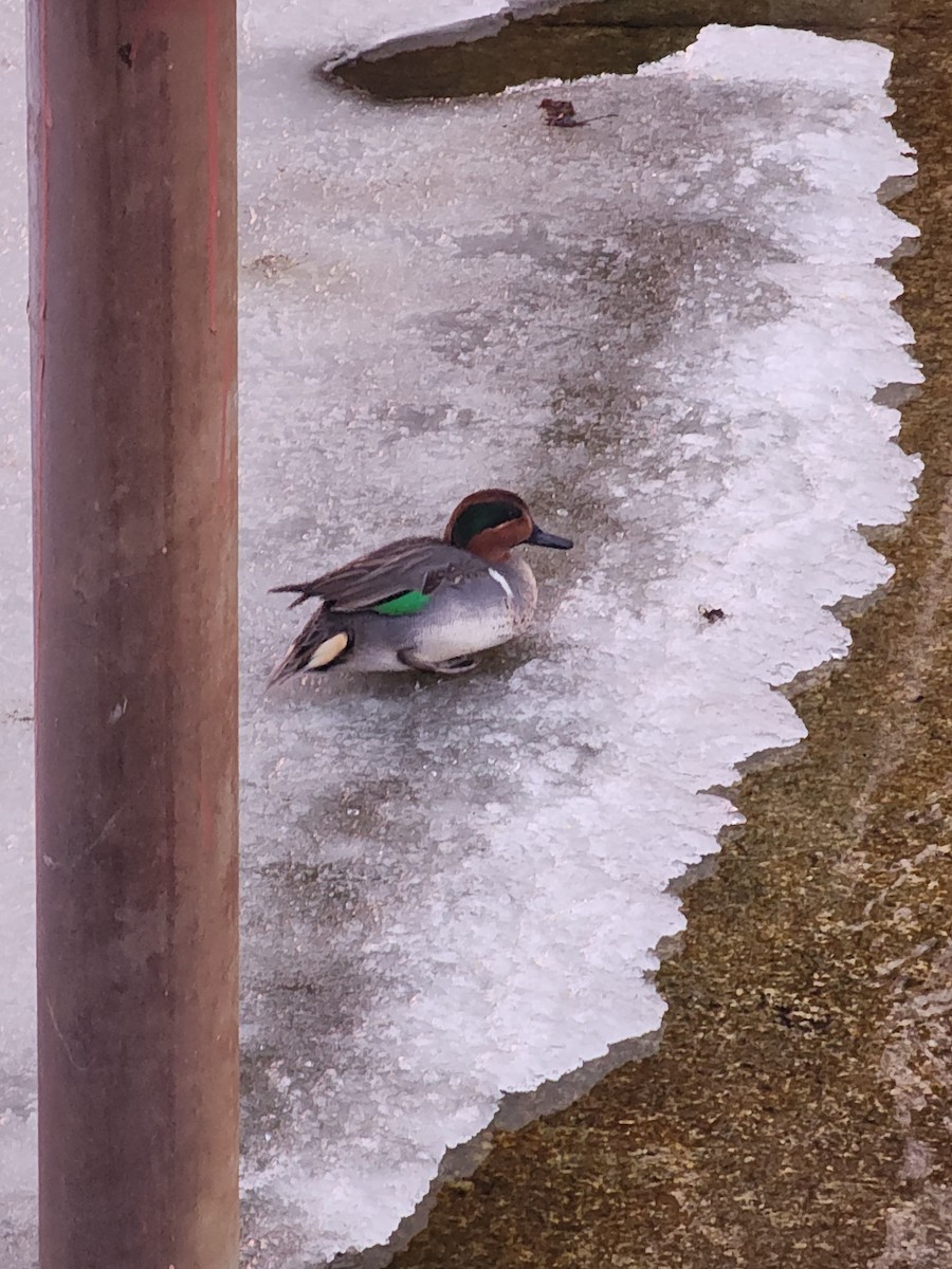 Green-winged Teal (American) - ML629274115