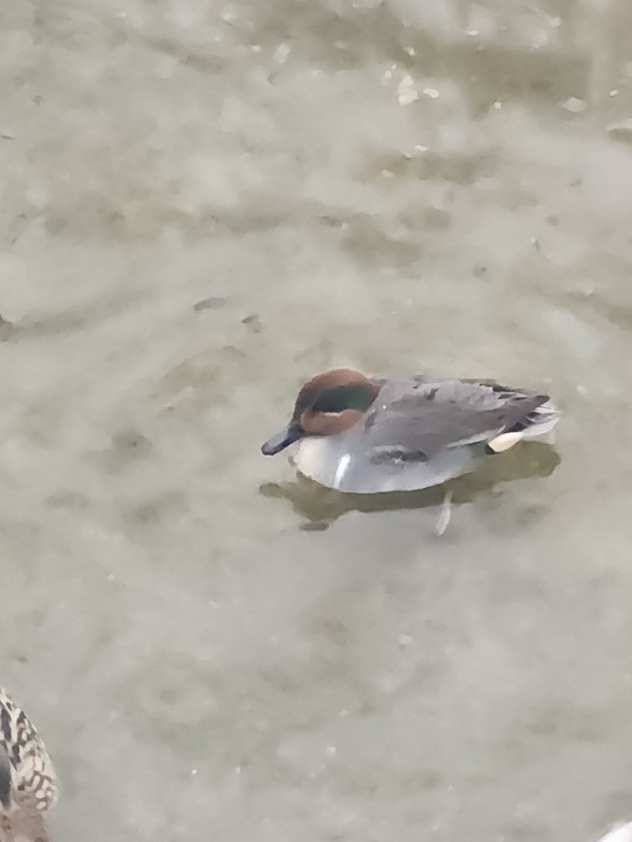 Green-winged Teal (American) - ML629274116