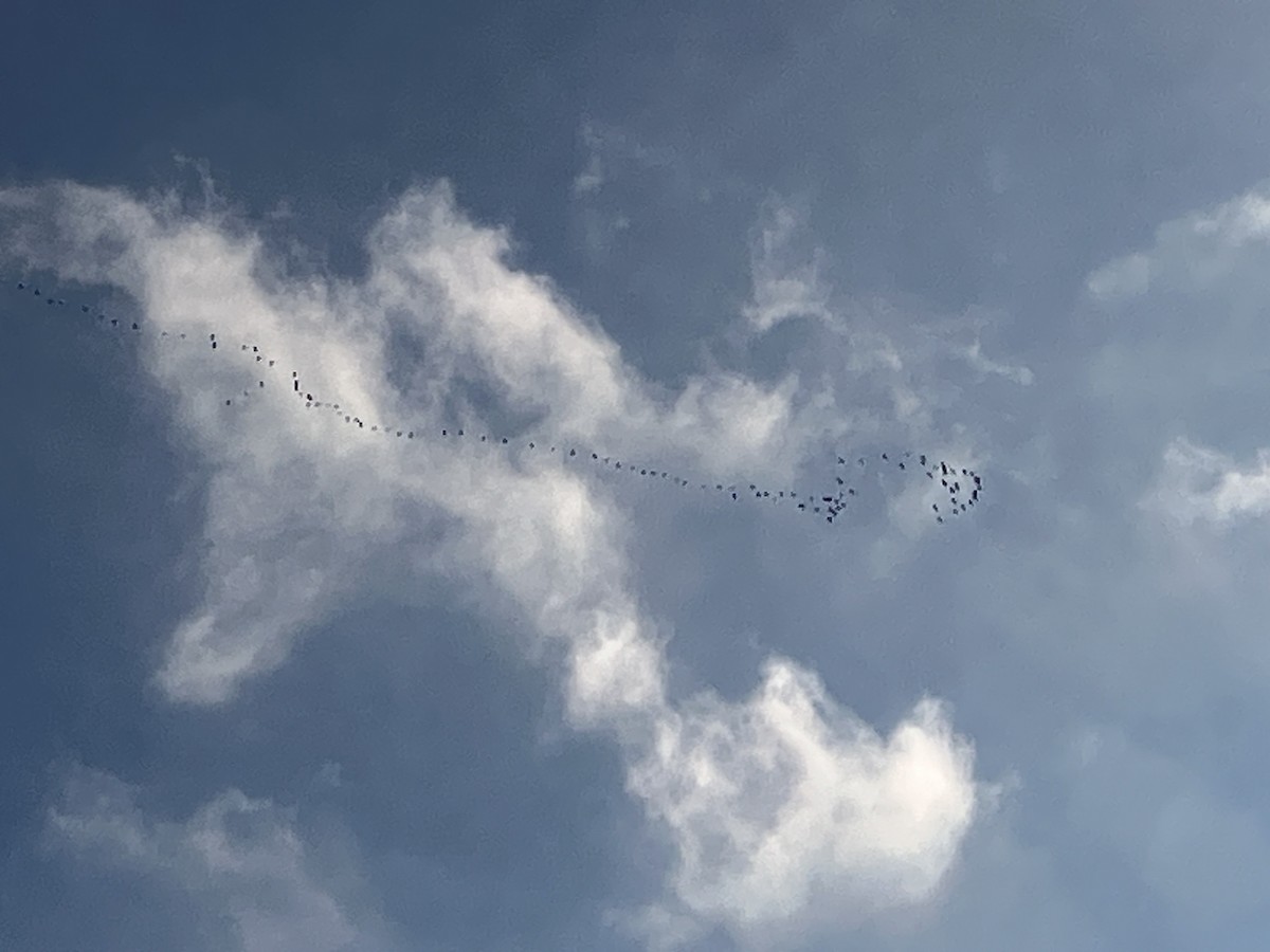 Pink-footed Goose - ML629274149