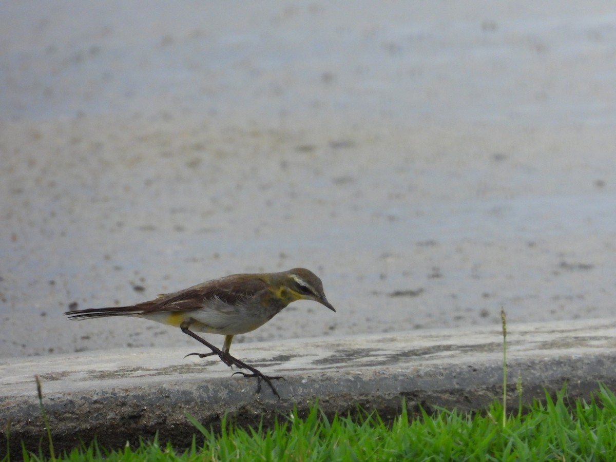 Eastern Yellow Wagtail (Green-headed) - ML629274274