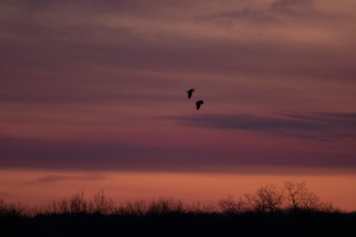Bald Eagle - ML629274374