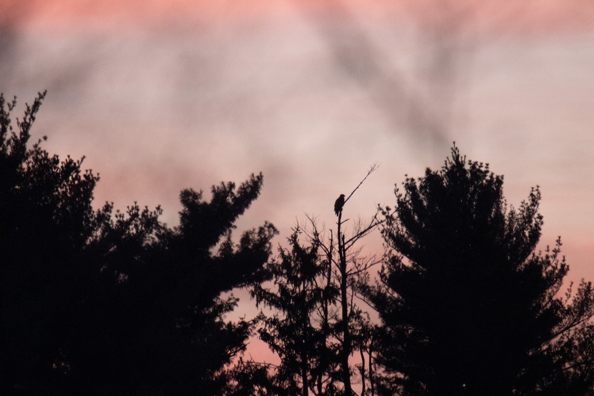 Bald Eagle - ML629274556