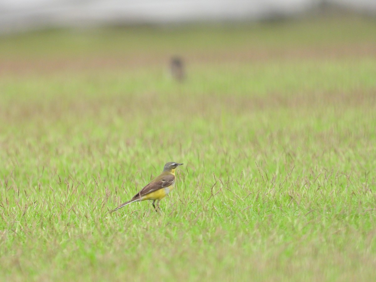 Eastern Yellow Wagtail (Manchurian) - ML629274647