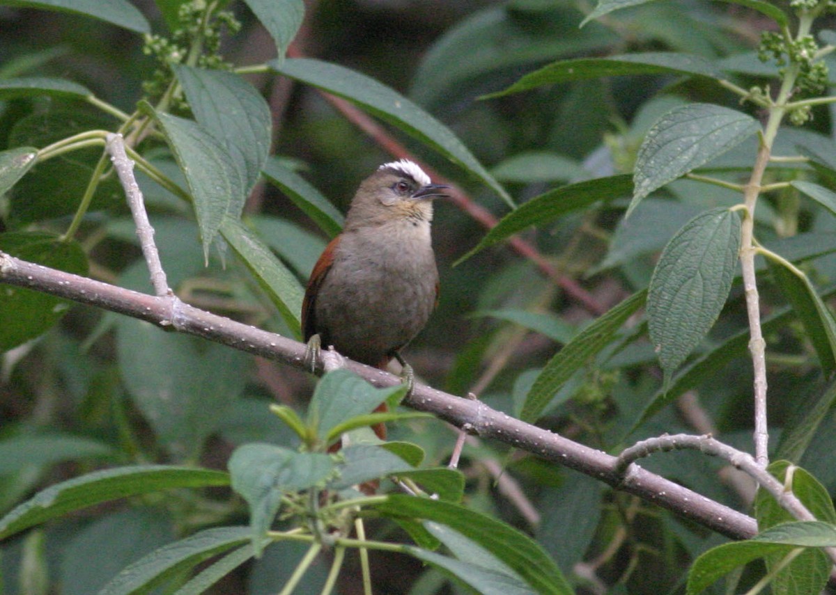Marcapata Spinetail (Pale-crowned) - ML629274660