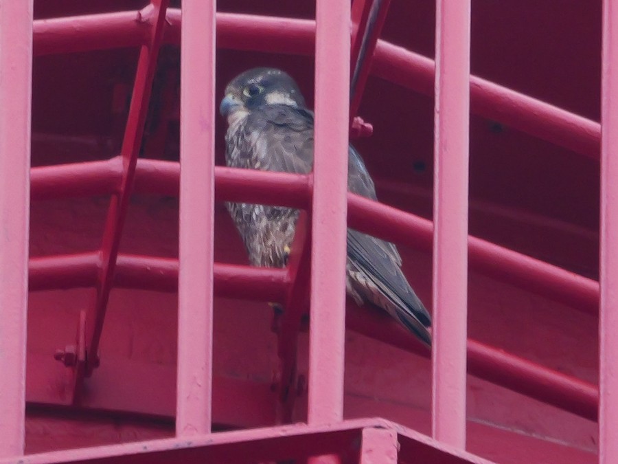 Peregrine Falcon - Roger Horn