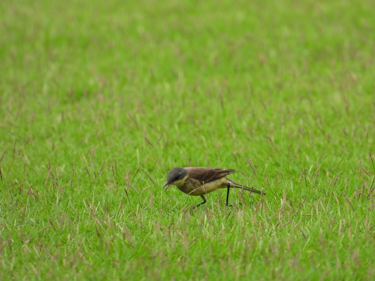 Eastern Yellow Wagtail (Manchurian) - ML629274674