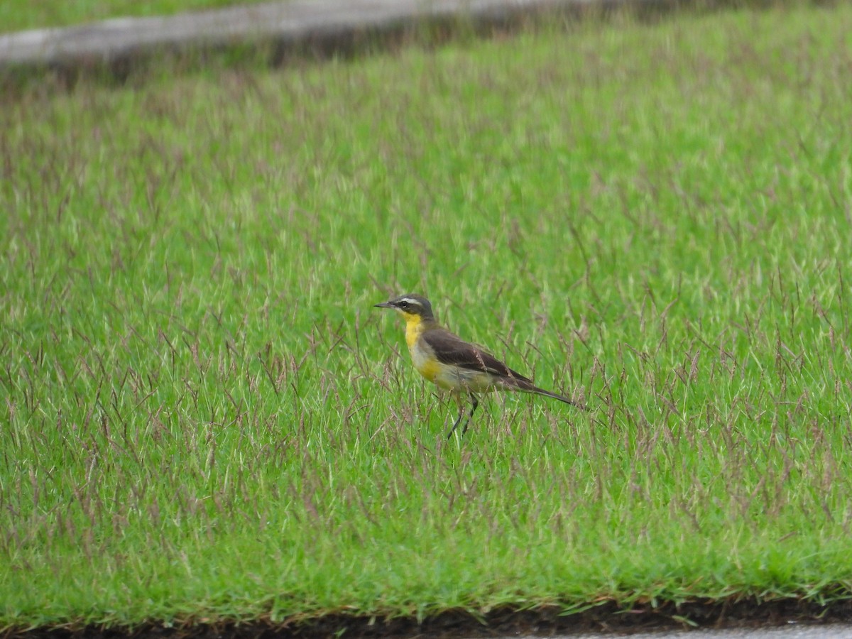 Eastern Yellow Wagtail - ML629274720