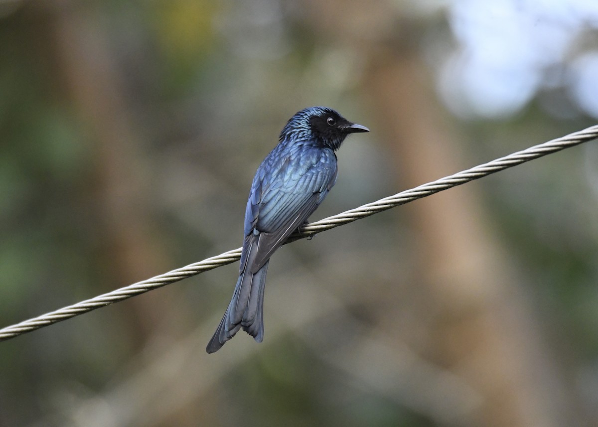 Bronzed Drongo - ML629274734