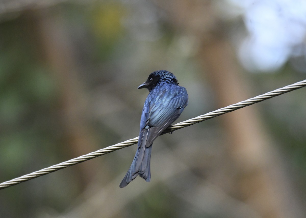 Bronzed Drongo - ML629274735