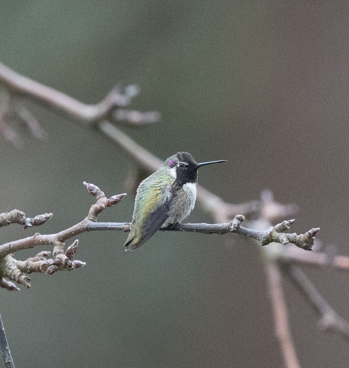 kalypta kalifornská - ML629274872