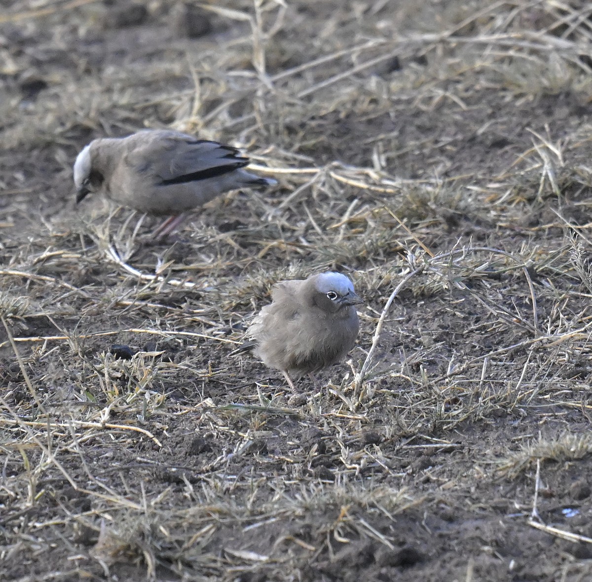 Gray-capped Social-Weaver - ML629274896