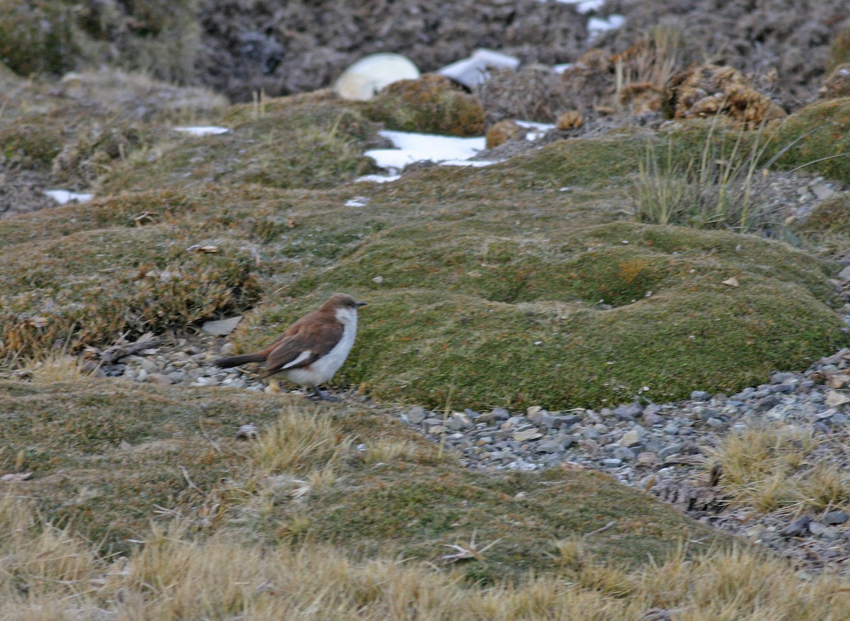 snøbergkall - ML629274958