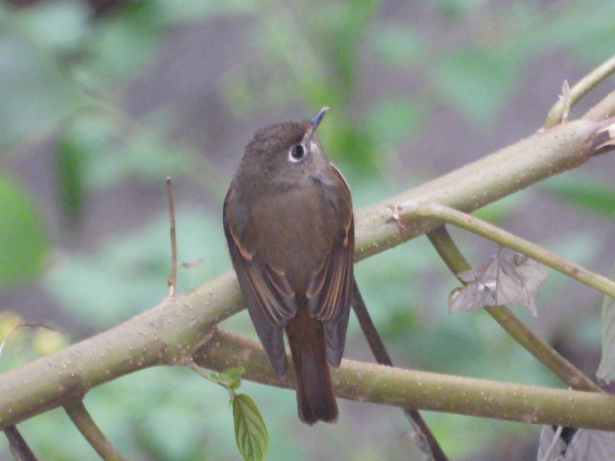 Brown-breasted Flycatcher - ML629275019