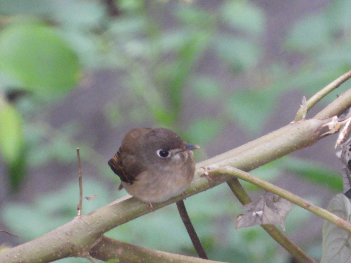 Brown-breasted Flycatcher - ML629275024