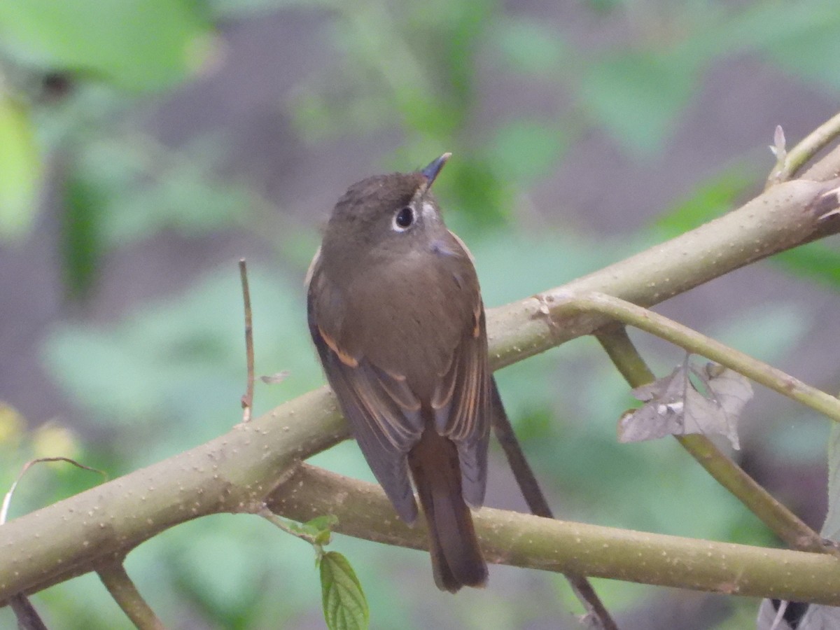 Brown-breasted Flycatcher - ML629275025