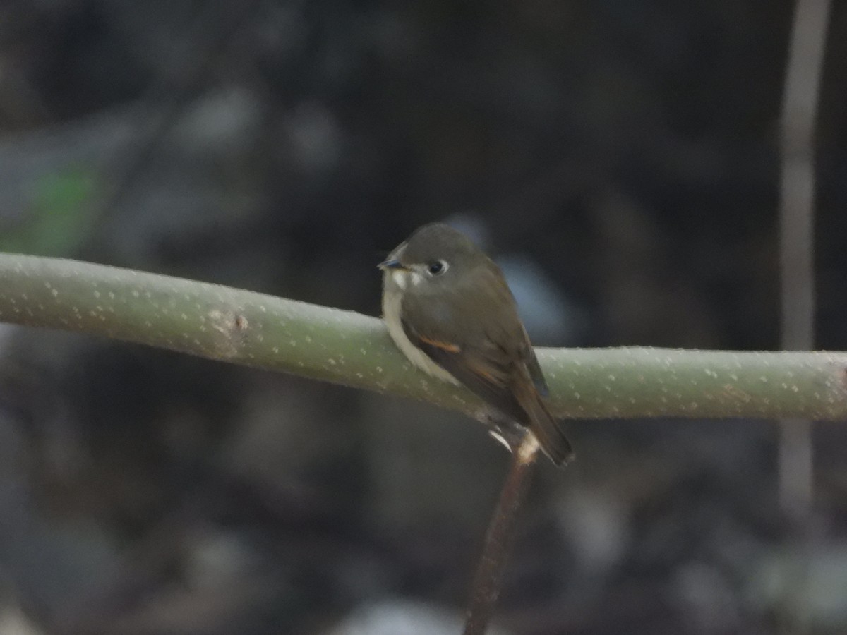 Brown-breasted Flycatcher - ML629275026