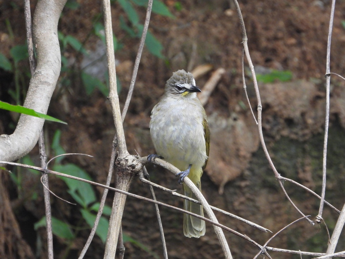 White-browed Bulbul - ML629275041