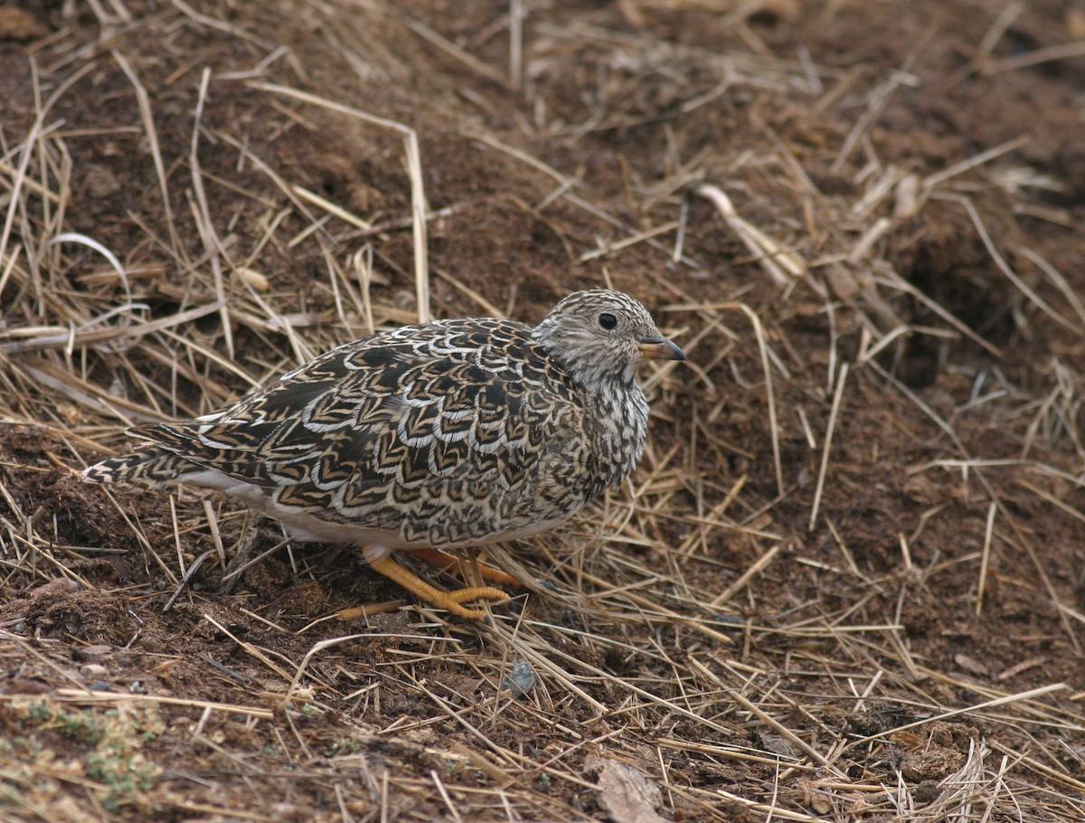 punarypesnipe - ML629275083
