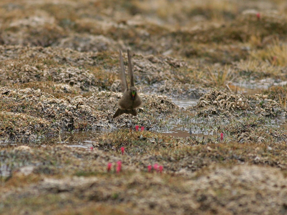 Olivaceous Thornbill - ML629275139