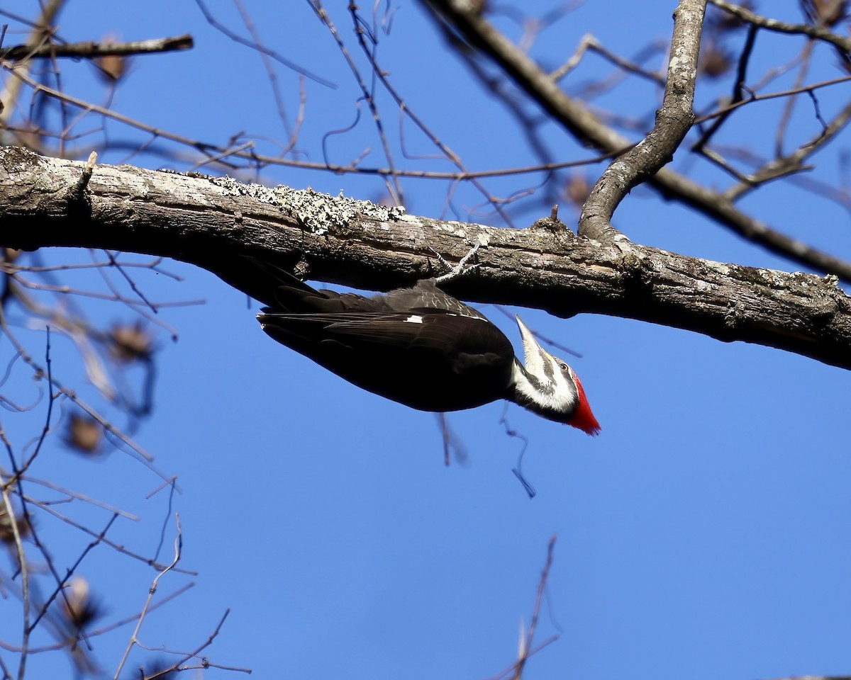 Pileated Woodpecker - ML629275243