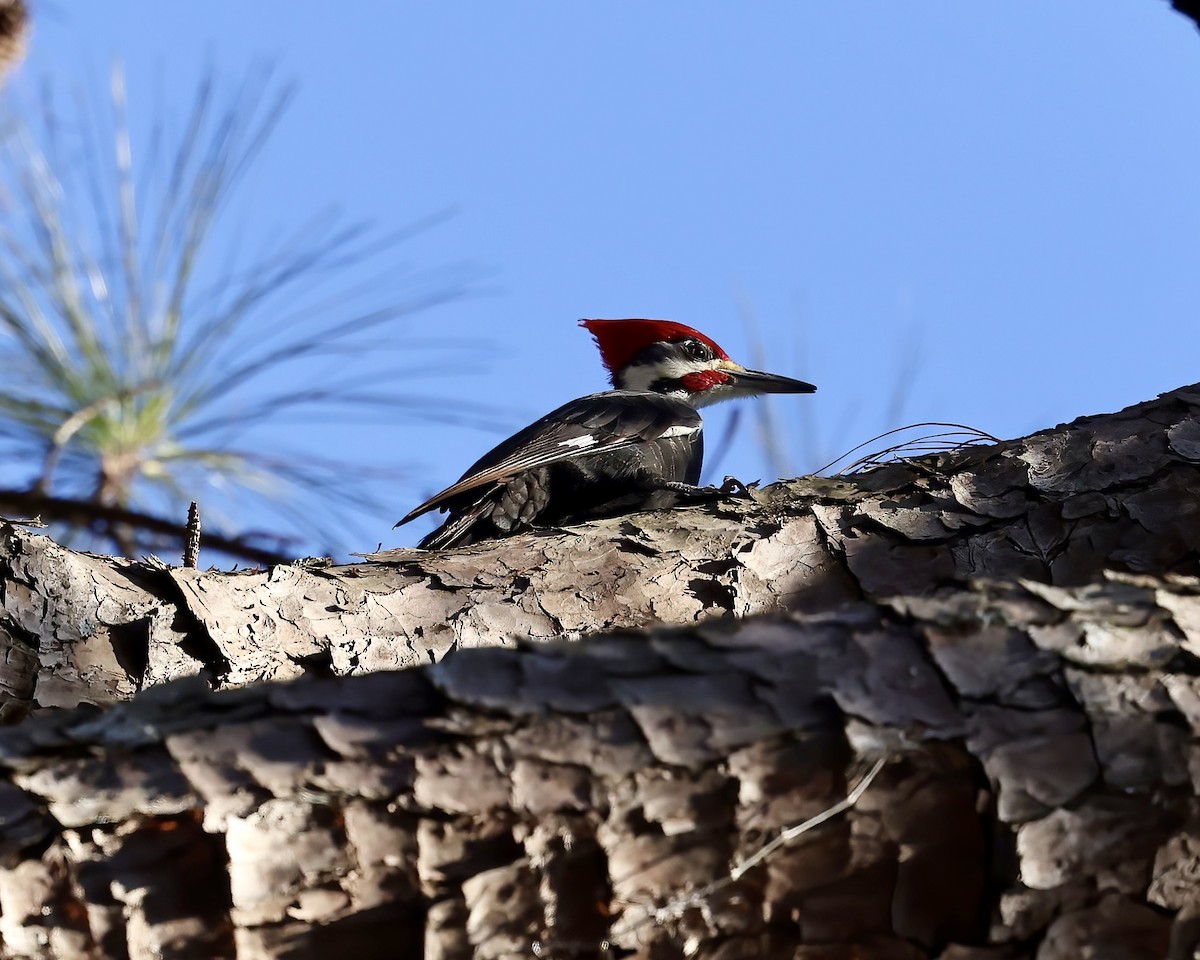 Pileated Woodpecker - ML629275244