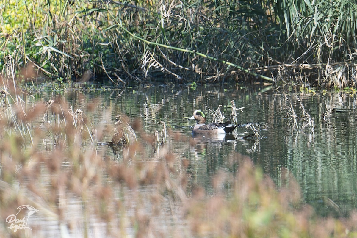 American Wigeon - ML629275276