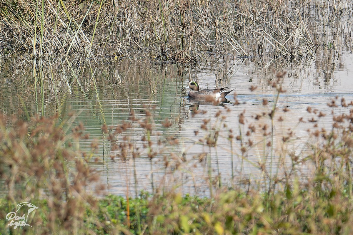 American Wigeon - ML629275277