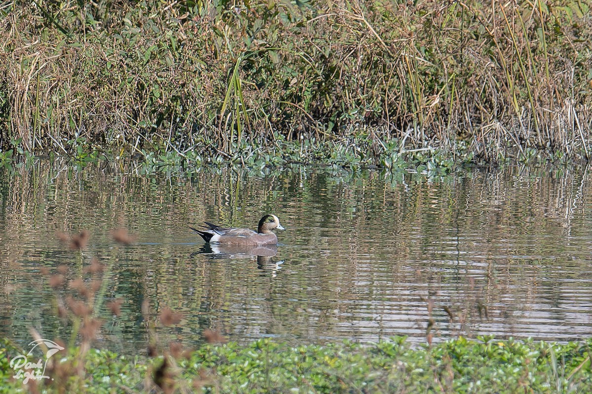 American Wigeon - ML629275278