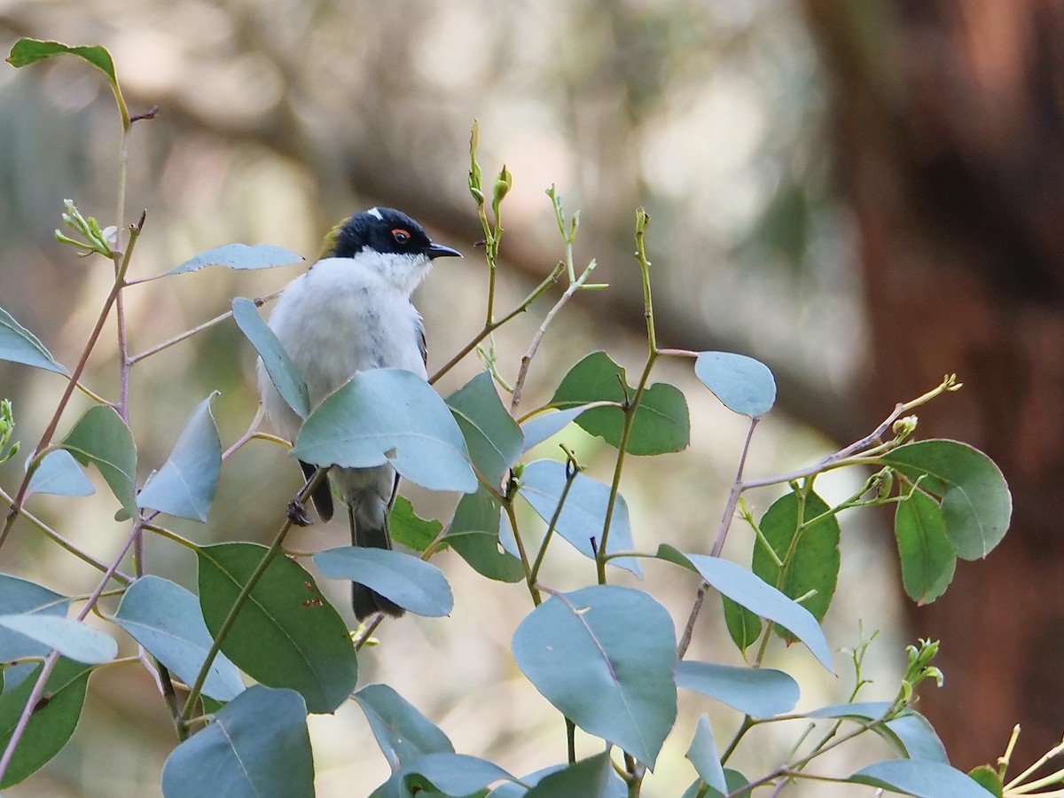 White-naped Honeyeater - ML629275297