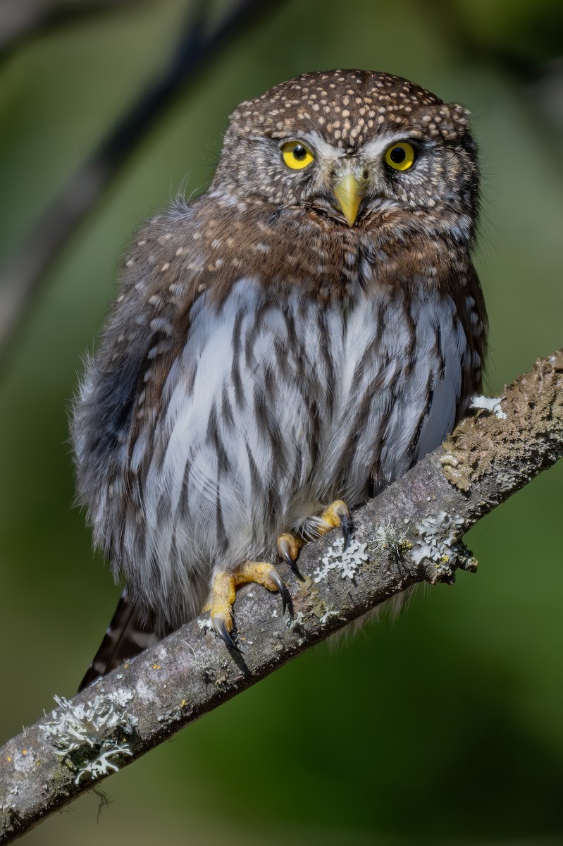 Northern Pygmy-Owl - ML629275836