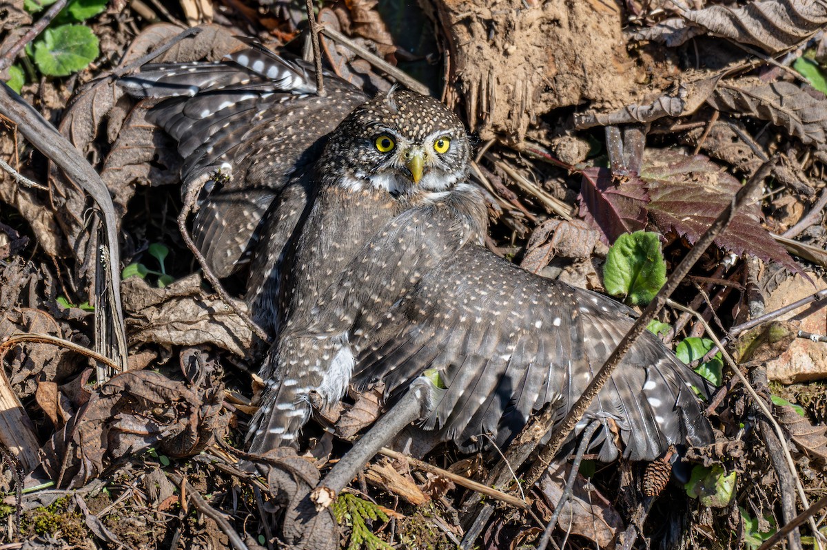 Northern Pygmy-Owl - ML629275930