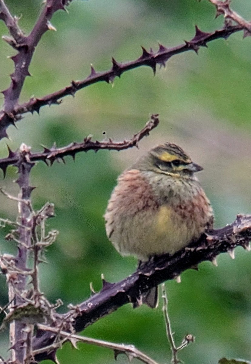 Cirl Bunting - ML629275986
