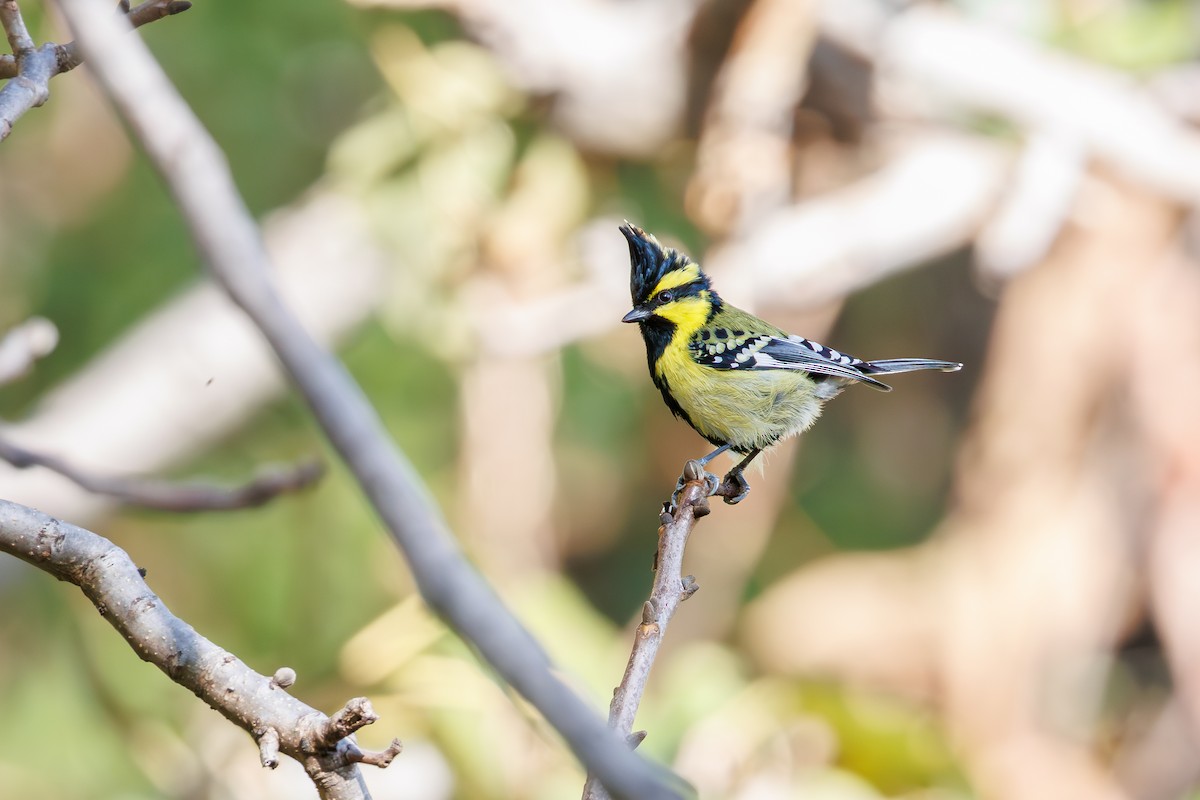 Himalayan Black-lored Tit - ML629275990