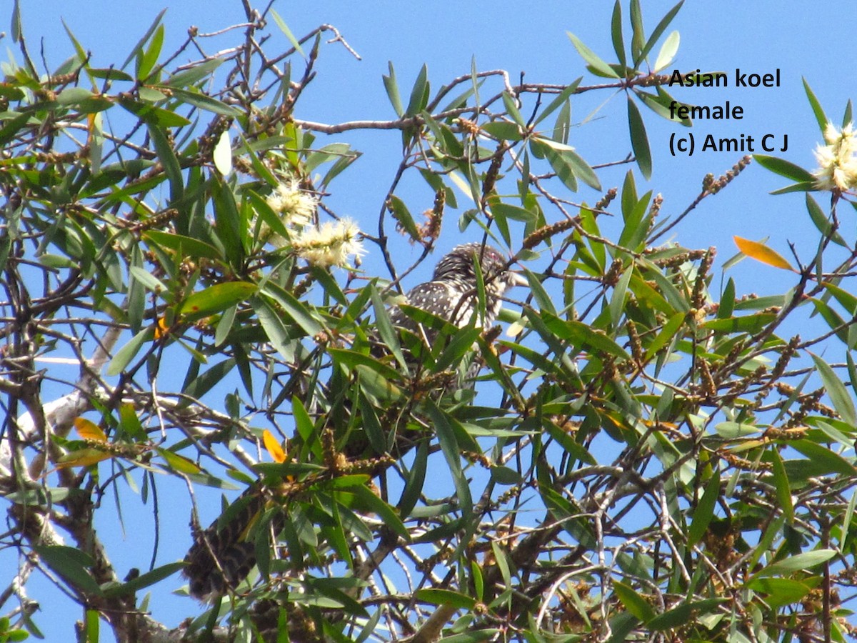 Asian Koel - ML62927601