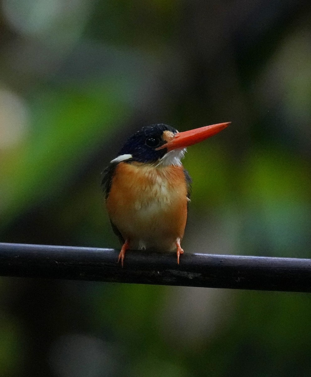 Moluccan Dwarf-Kingfisher (North Moluccan) - ML629276511