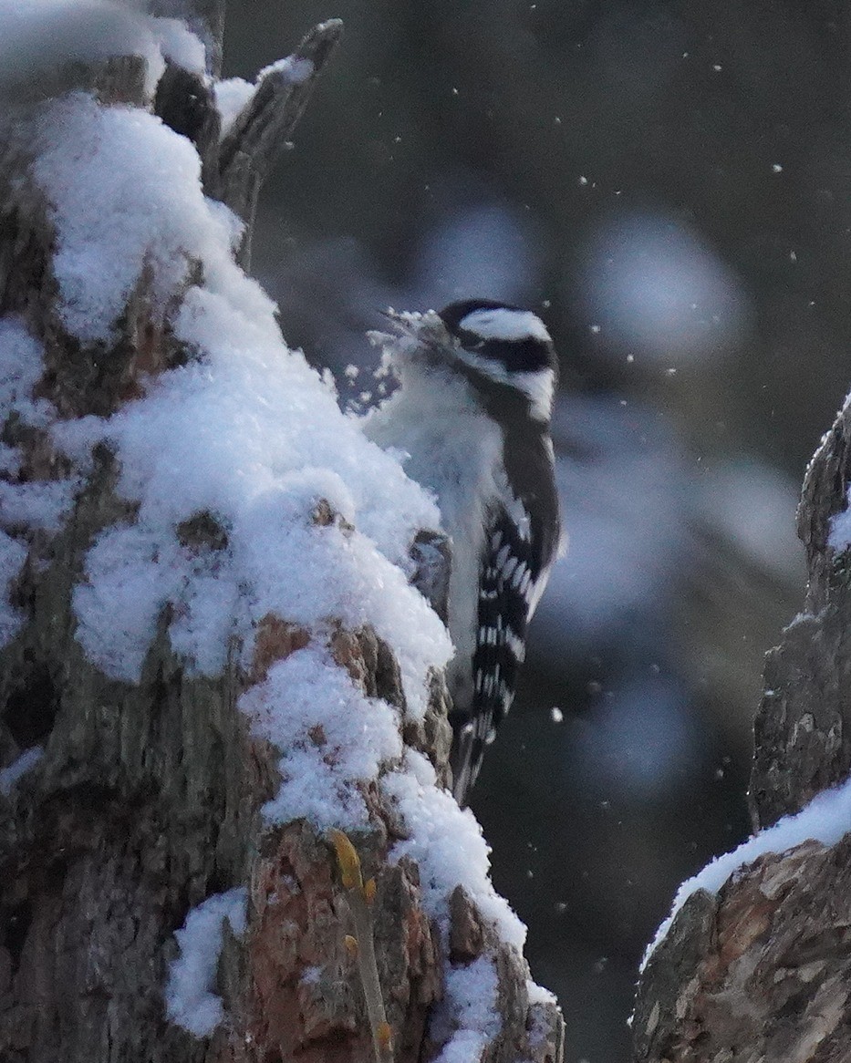 Downy Woodpecker - ML629276514
