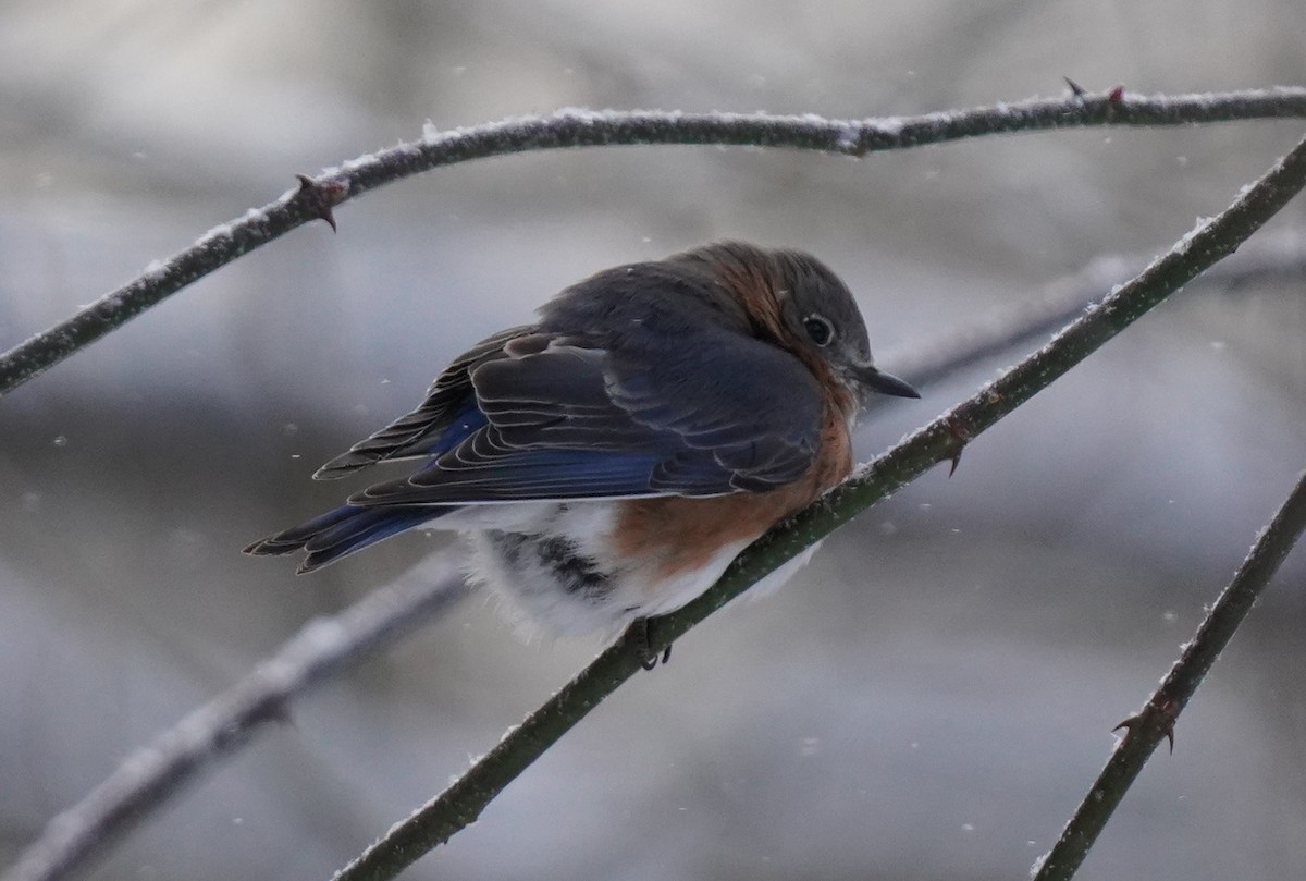 Eastern Bluebird - ML629276573