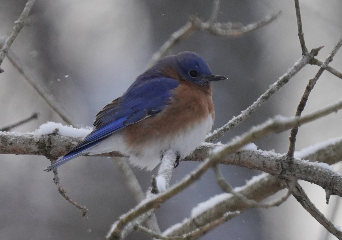 Eastern Bluebird - ML629276579
