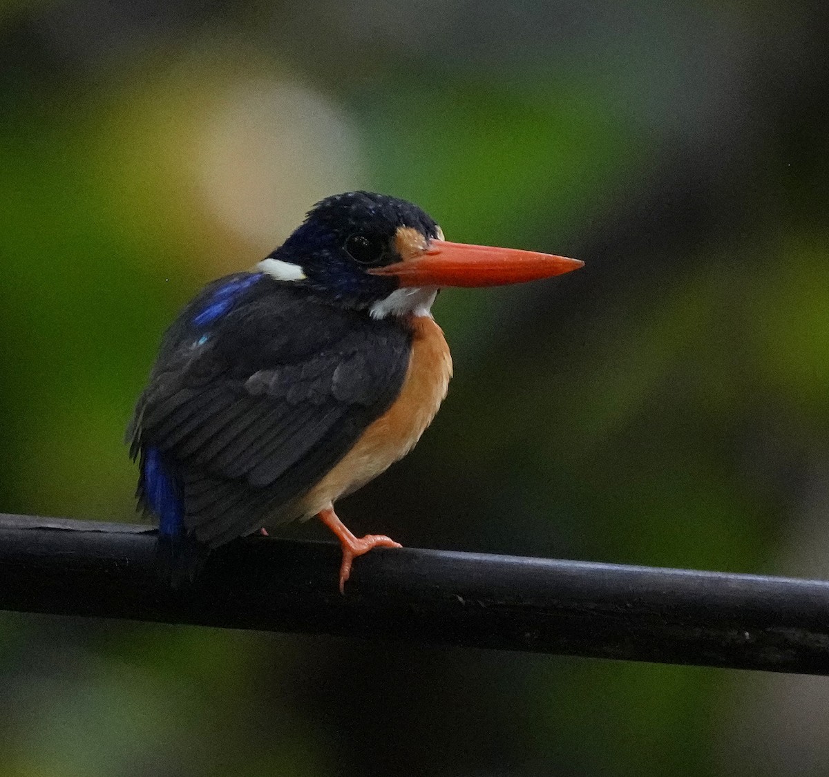 Moluccan Dwarf-Kingfisher (North Moluccan) - ML629276668