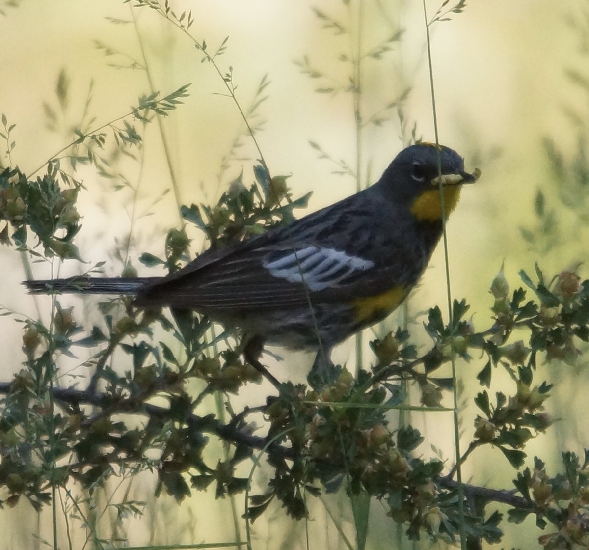 Yellow-rumped Warbler - ML62927671