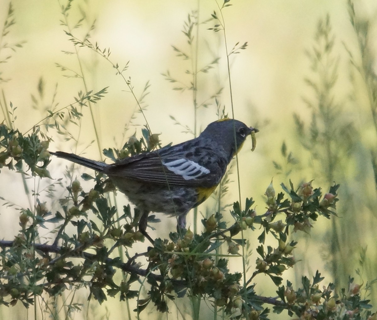 Yellow-rumped Warbler - ML62927681