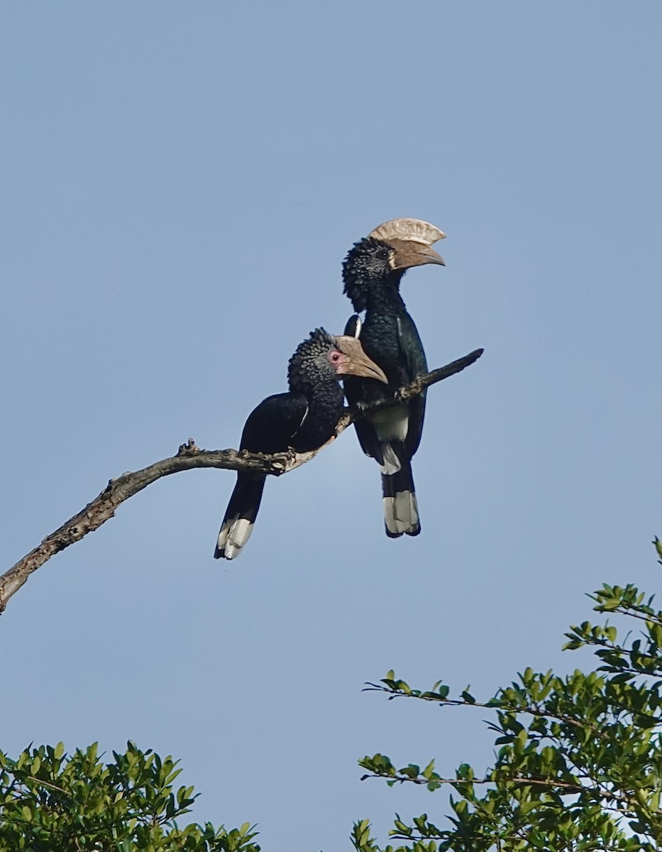 Silvery-cheeked Hornbill - ML629276892