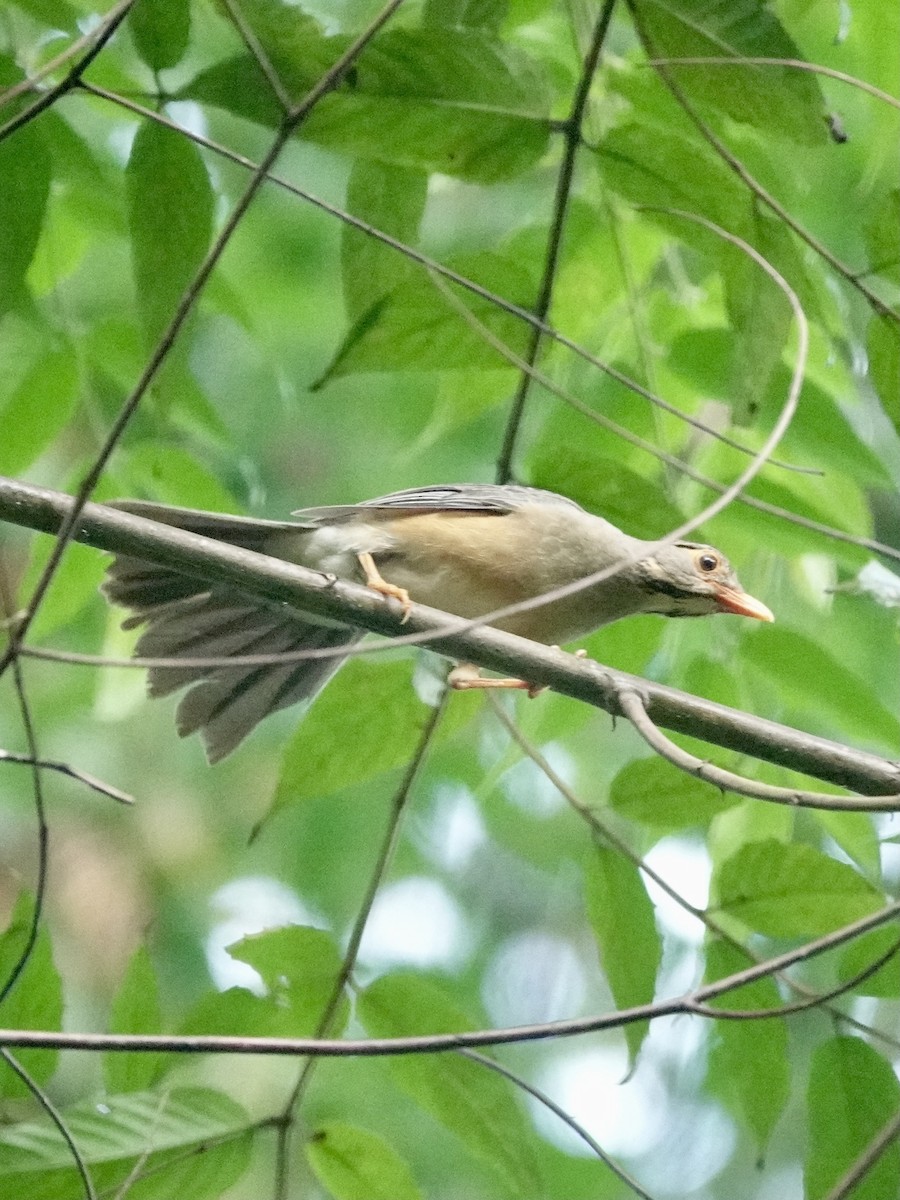 Kurrichane Thrush - ML629276915