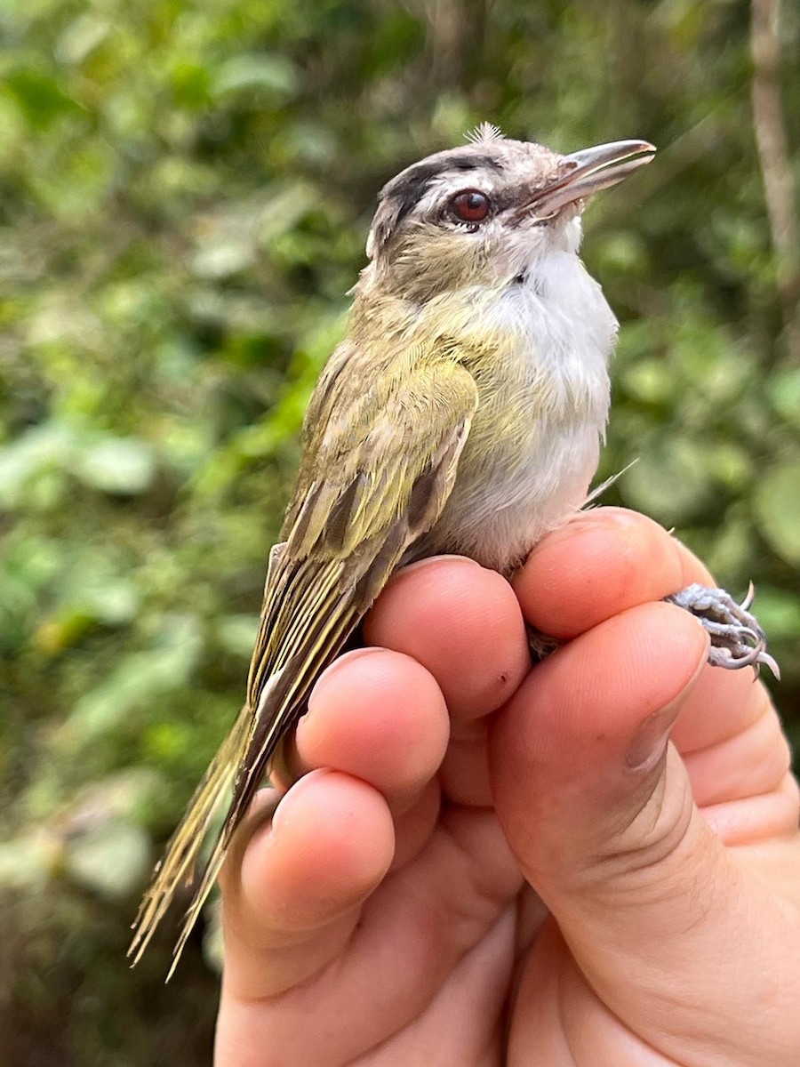 Red-eyed Vireo - ML629276953