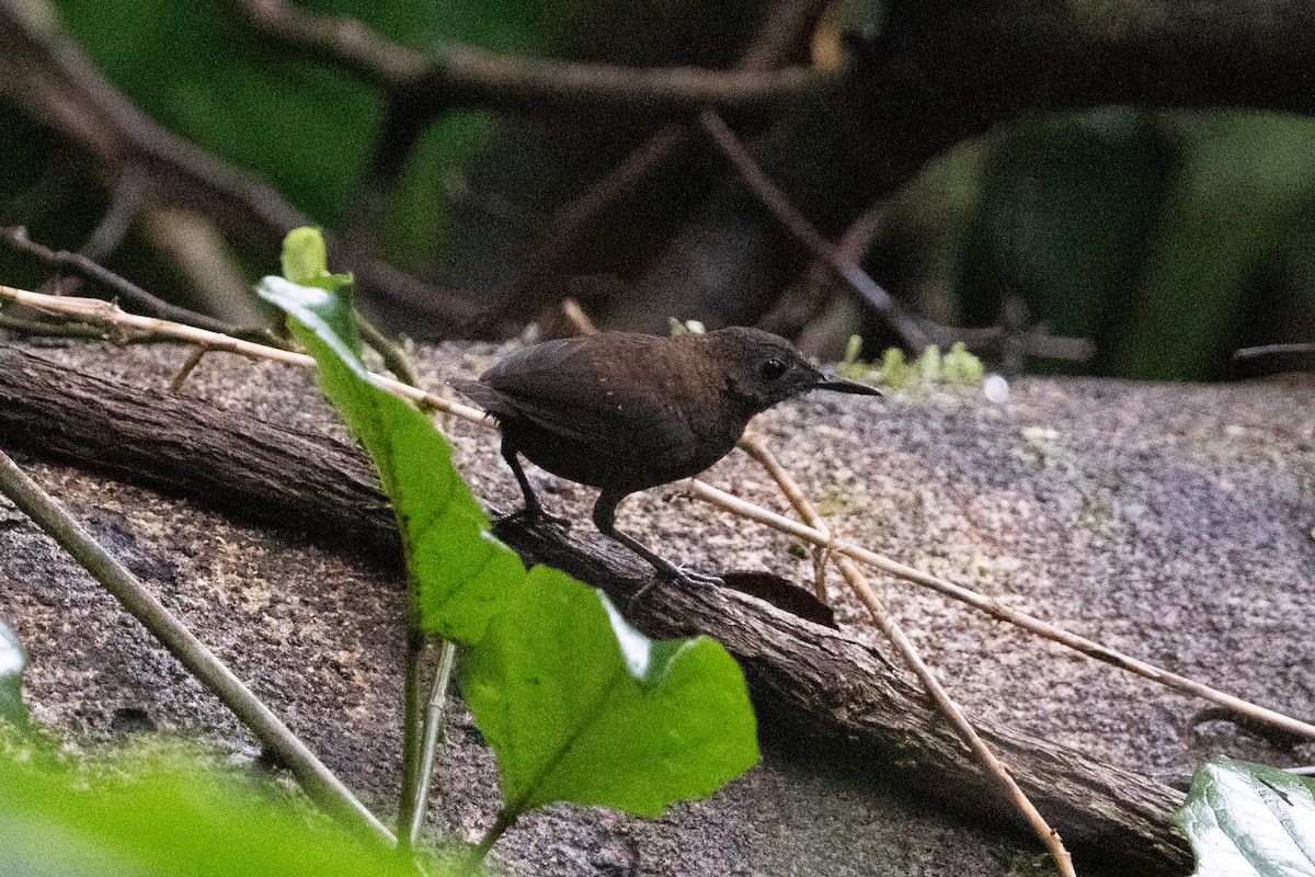 Nightingale Wren - ML629276957
