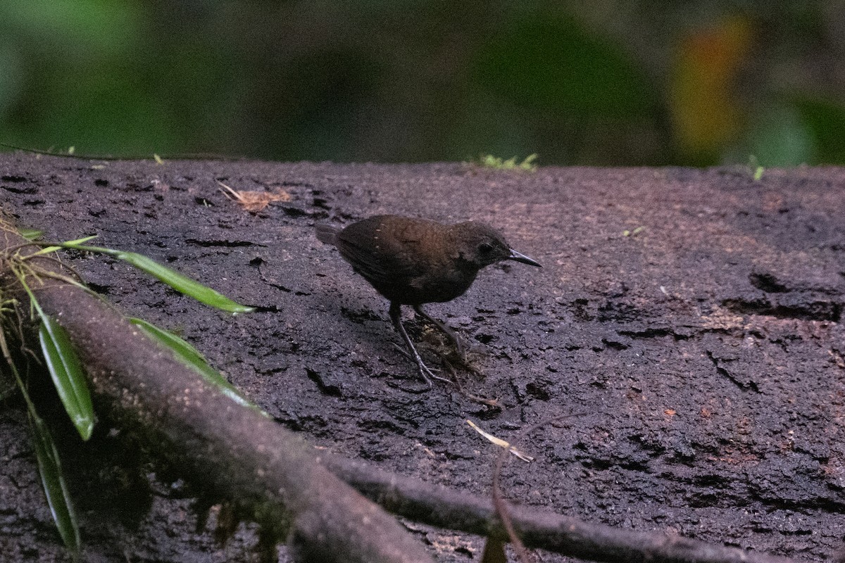 Nightingale Wren - ML629276959