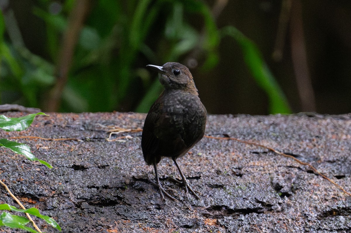 Nightingale Wren - ML629276960