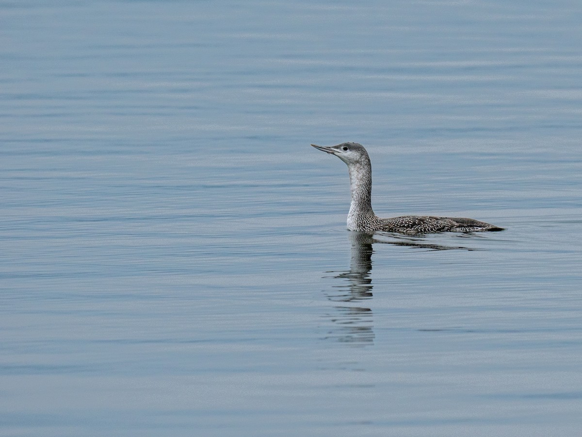 Red-throated Loon - ML629277119